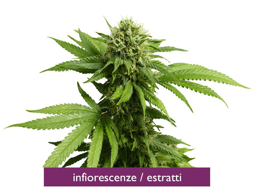 Compra Online Infiorescenze e Estratti di CBD